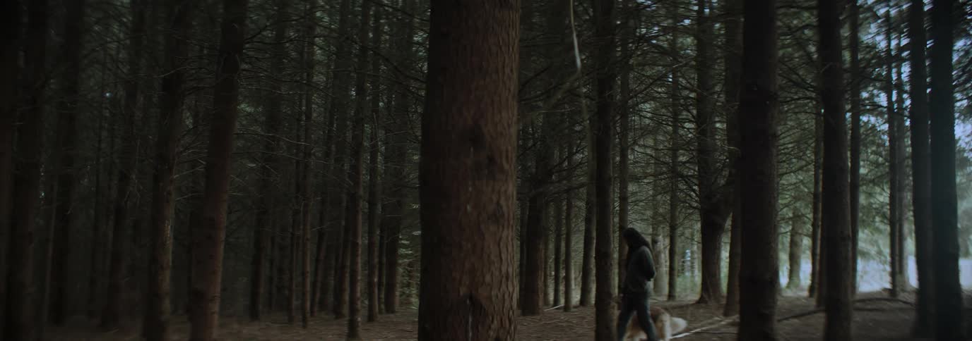 A dark lowangle shot shows a person walking with a dog through a dense forest of tall thin trees