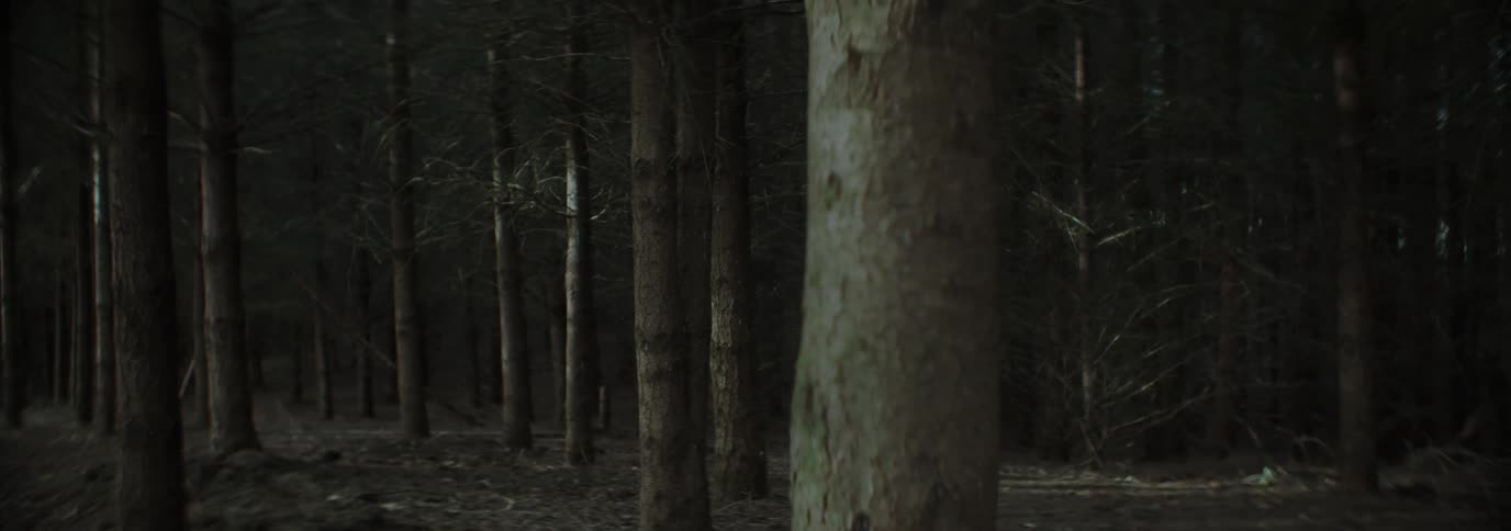 Desolate woodland area with trees at night looking creepy