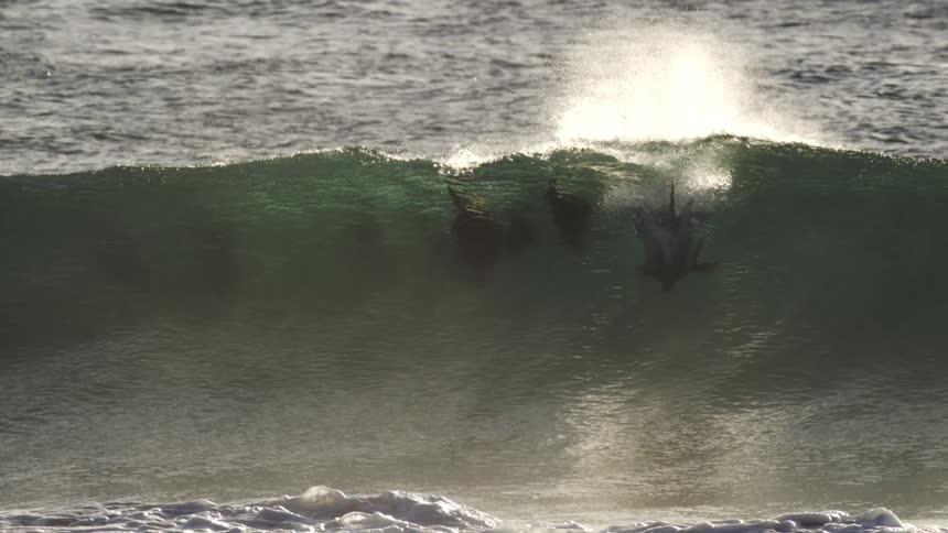 Dark silhouettes of a pod of dolphins are partially visible beneath the surface of a breaking wave