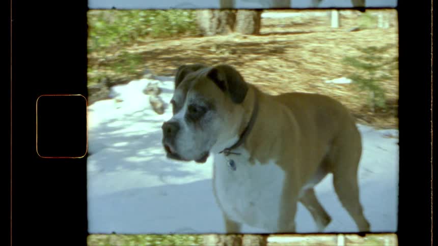 Dog standing on patch of grass in the forest and looking around