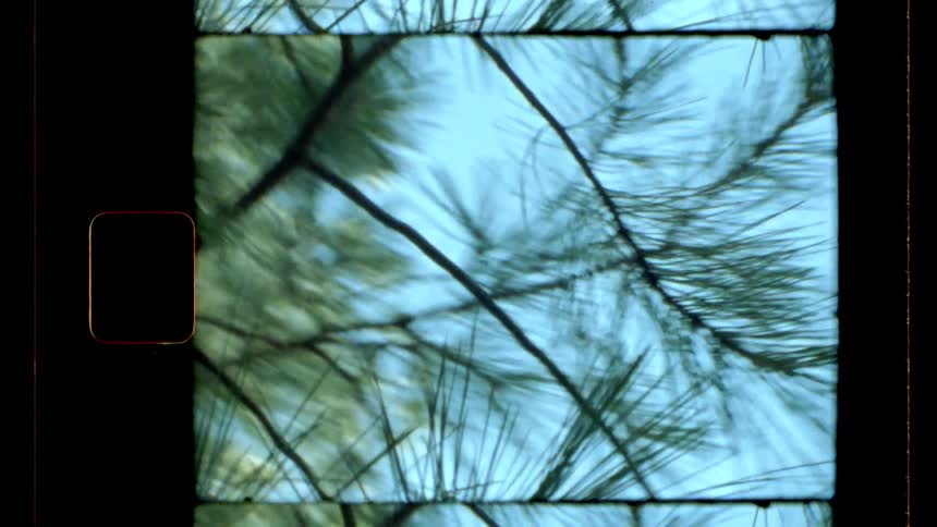 The sky is seen through the tops of pine trees