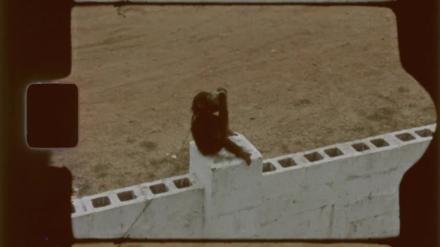 A small monkey is on a leash on the wall