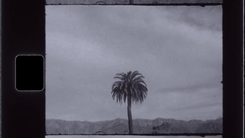 Isolated tropical palm tree with mountains in the background