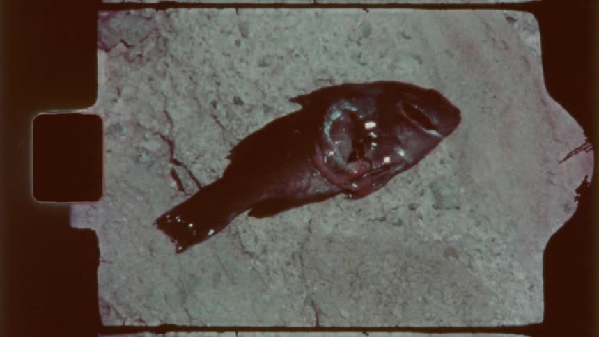 A rotting fish is on the stone