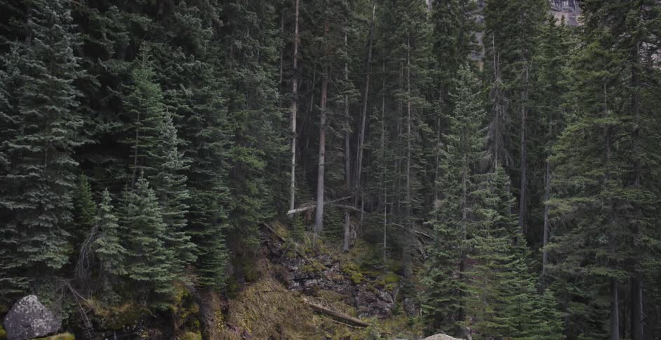 Trees cover a mountainside