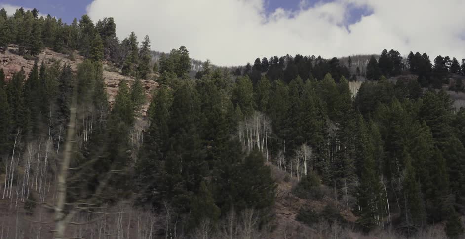 Trees cover a mountainside