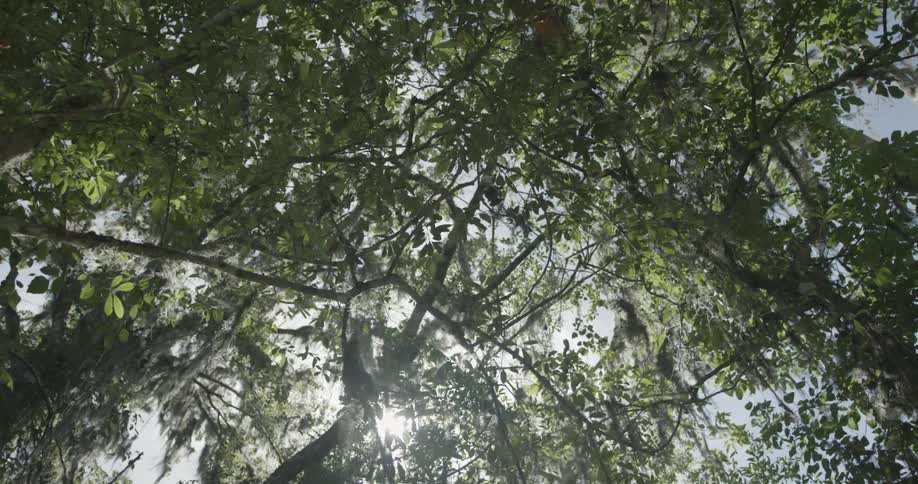 Sunlight shining through leaves on a tree