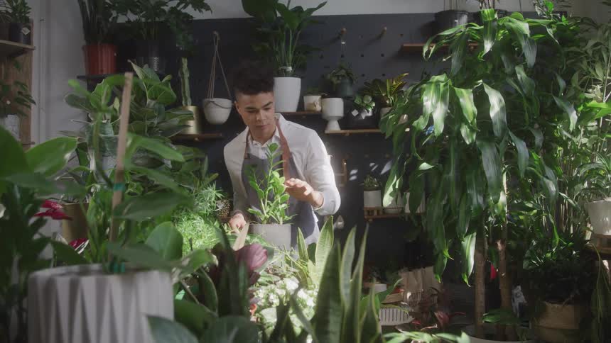 A young man in an apron is checking a plant in a pot in an indoor location with several plants with green leaves