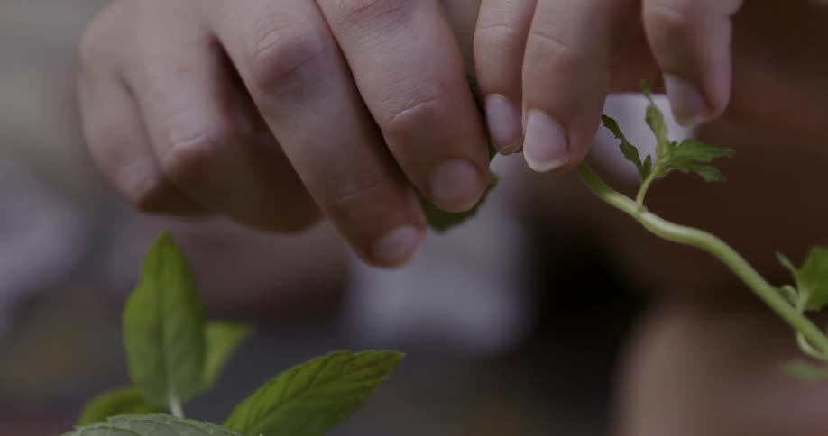 A person tears a leaf from a plant