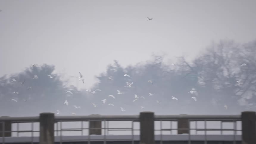 Birds fly over the traffic flowing on the bridge