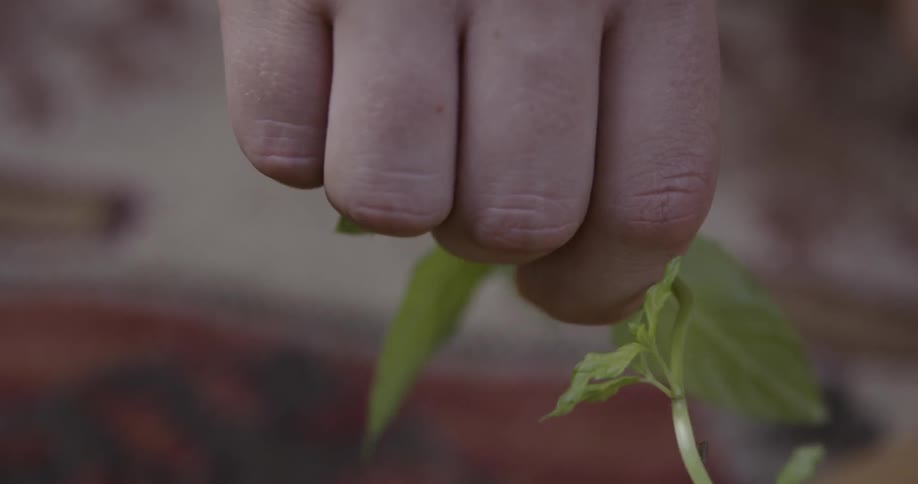 A hand is picking an herb leaf off a plant