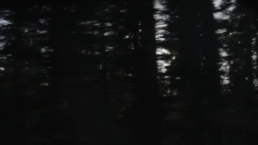 The sun shines through forest trees