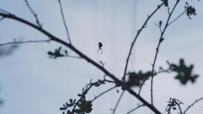 A spider is crawling on the web