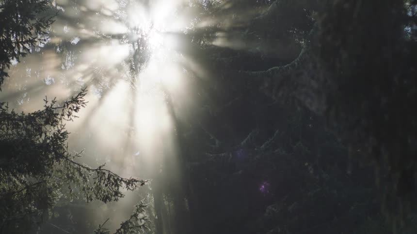 Sunlight filtering through a dense forest
