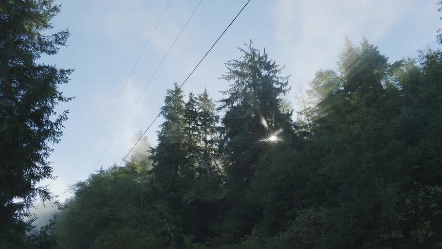 Sunbeams break through a cluster of tall evergreen trees under a bright morning sky with faint traces of mist drifting among the branches and overhead power lines stretching across the tranquil view