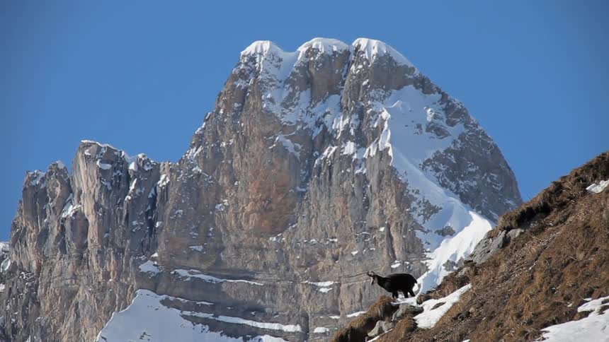 Mountain goat running down a snowy hill in wilderness