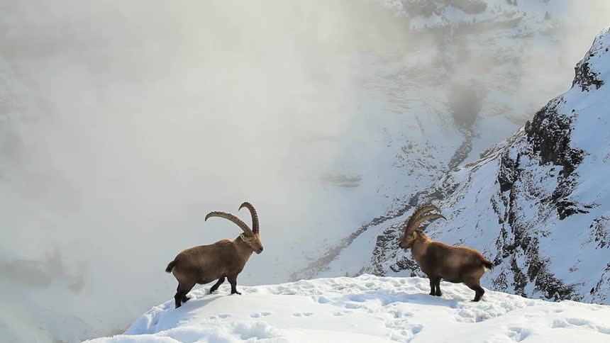 A sheep climbs up to stand with another on a mountainside