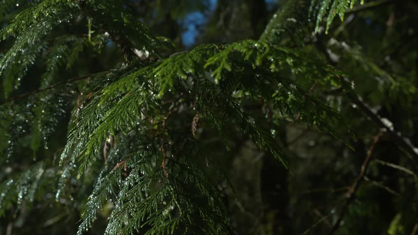Water droplets are dripping from the leaves on tree branches
