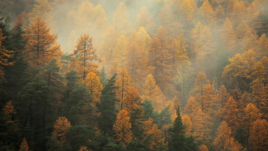 Fog moves between gold and green trees in a forest