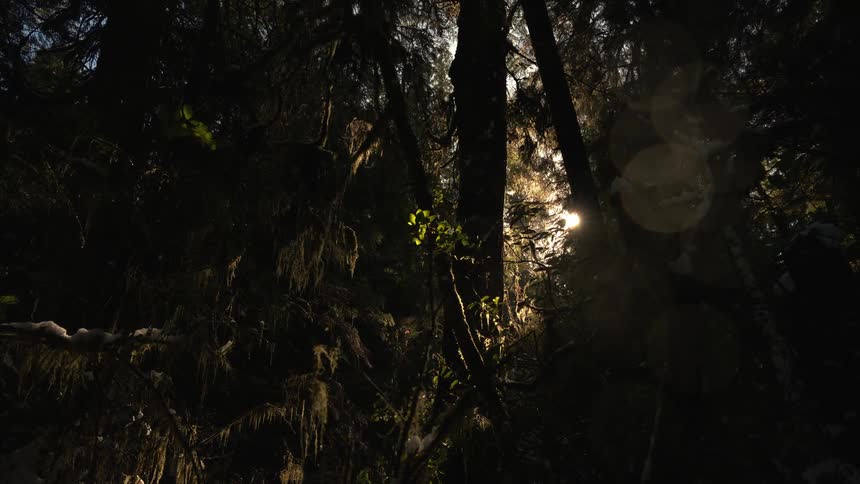 The sun is shining into the forest
