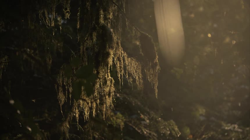 Rain and snow fall in the forest