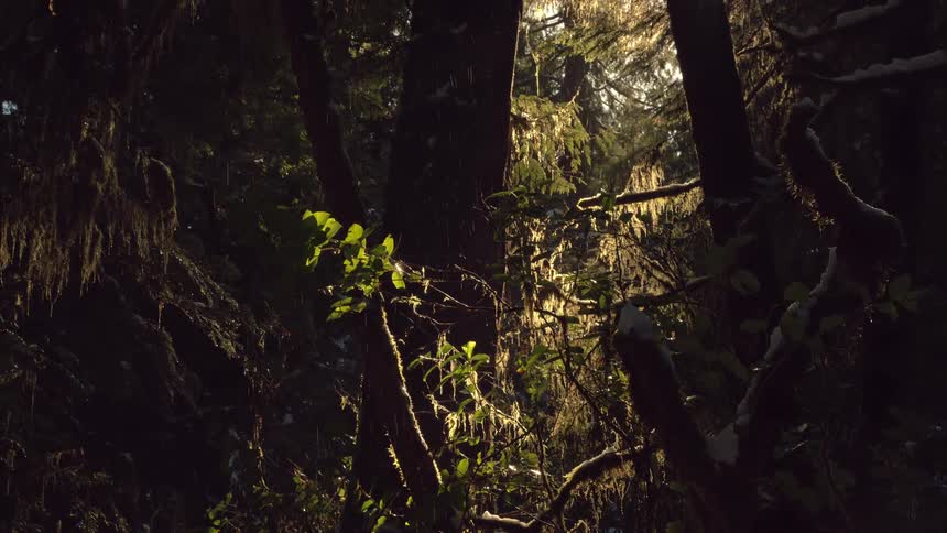 Water drops fall in a dense rainforest
