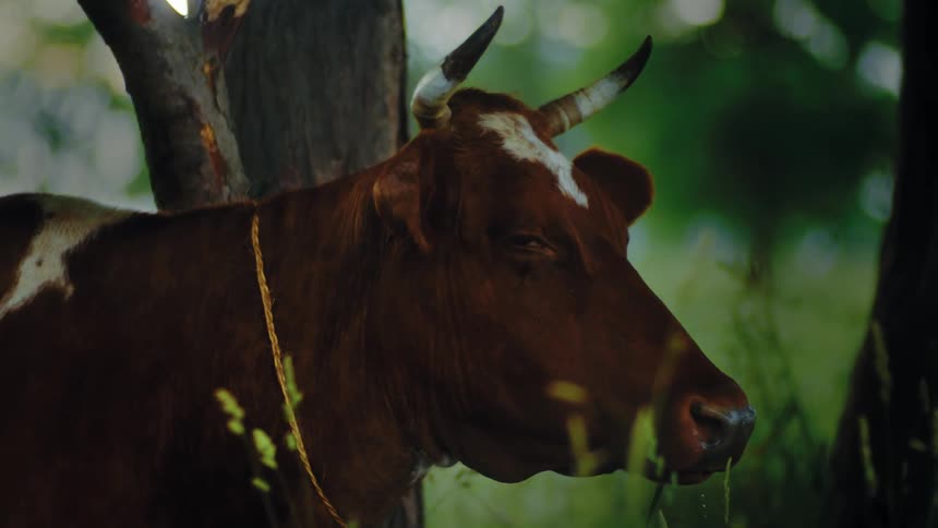 A spotted cow stands near a tree in a field