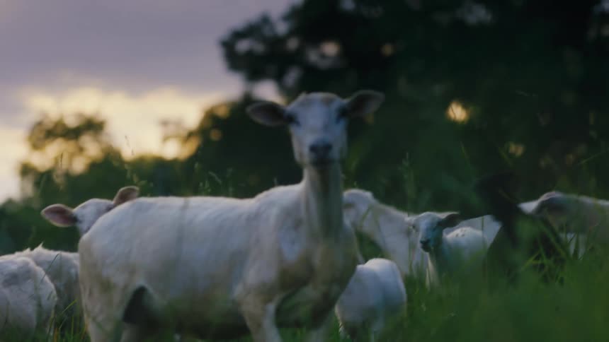 A herd of sheep run into a field