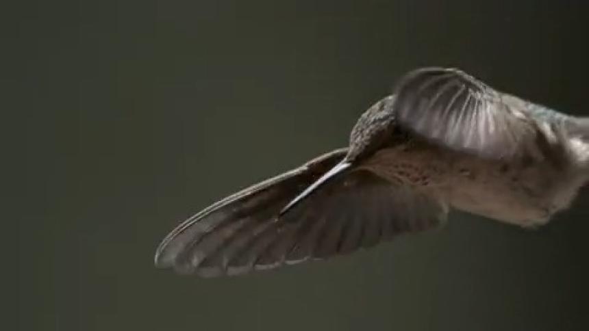 A bird flies around