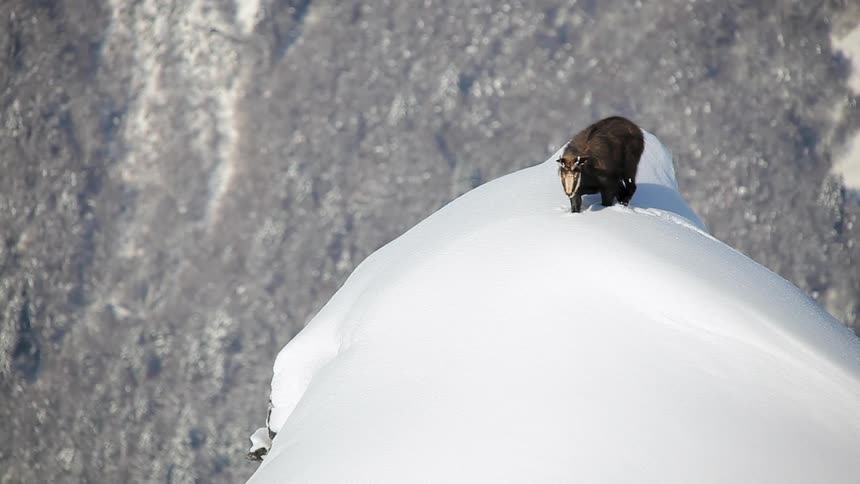 Mountain goat walking down from a snow covered mountain top
