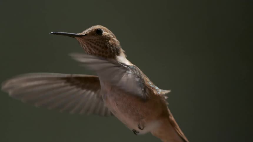 A footage of a bird flying