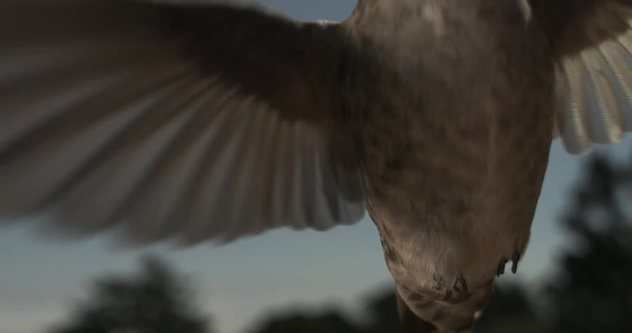 Extreme close up of hummingbirds feathers while in mid flight