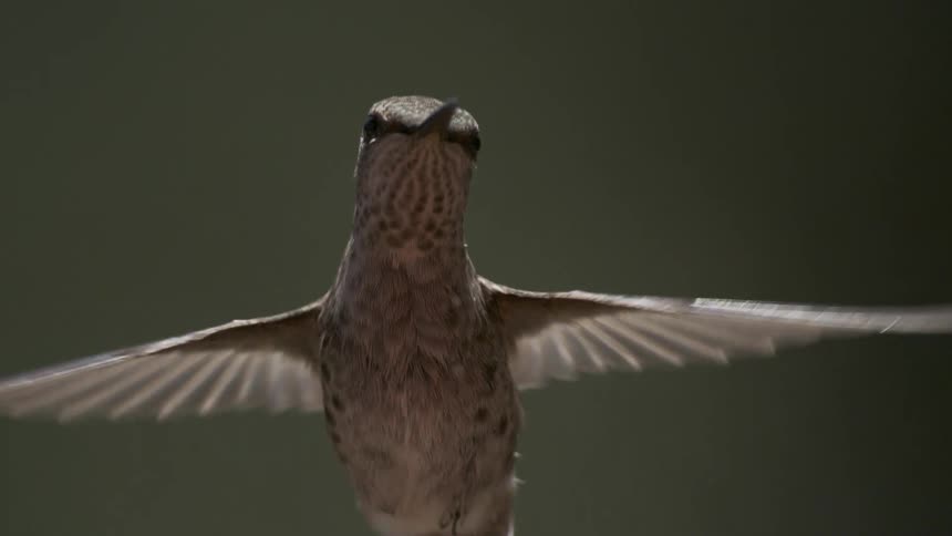 Close up of a hummingbird flapping its wings and flying