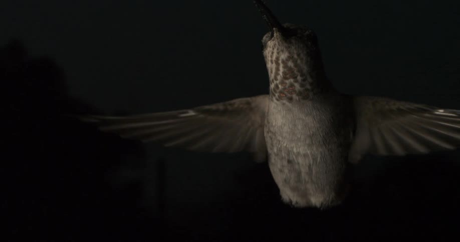 Grey feathered bird is flying outdoors during the night time