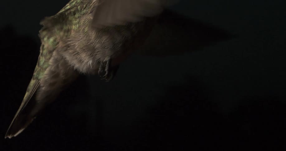 A footage of a bird flying