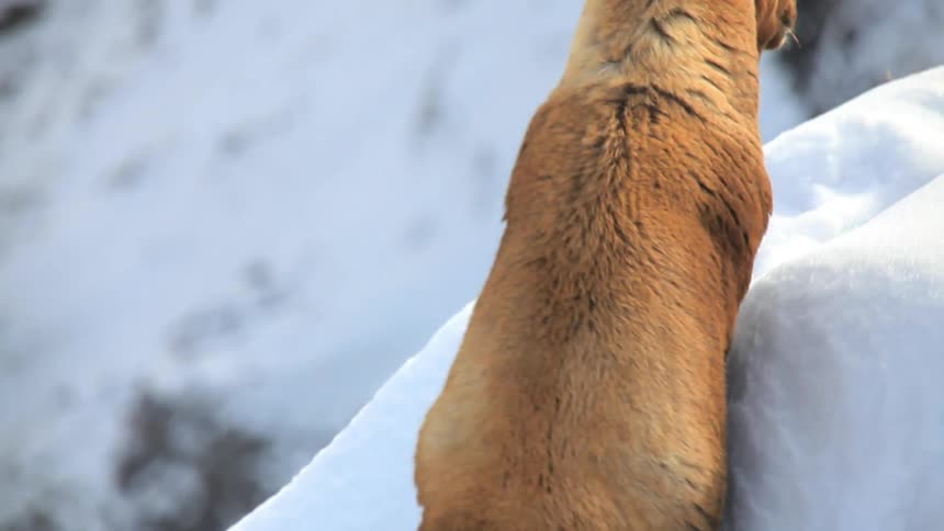 Mountain goat climbing a snowy steep hillside