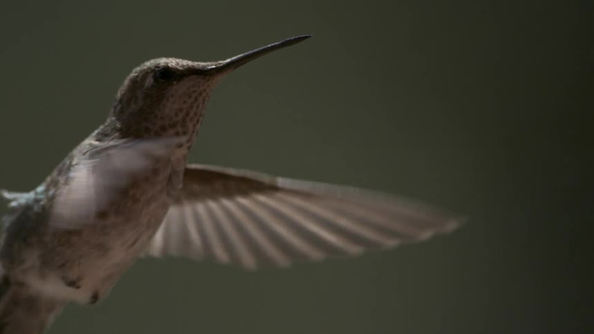 Hummingbird flapping its wings and flying