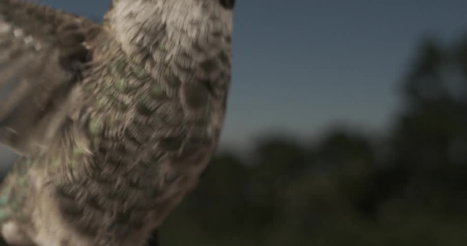 Humming bird is flapping its wings in the wind at midday