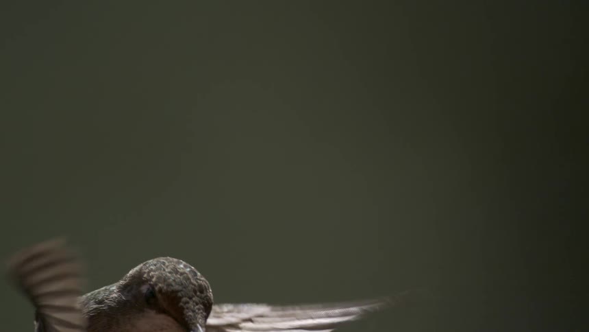 A hummingbird flies in the air