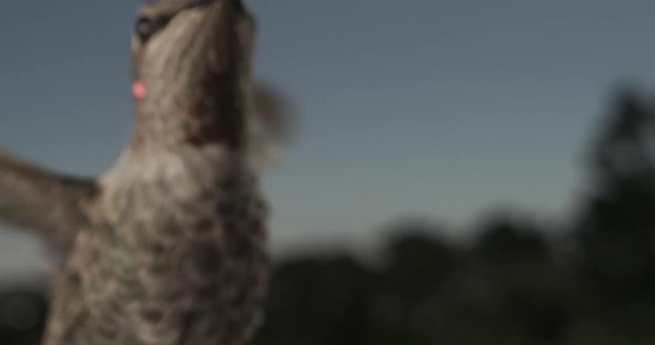 In a tight closeup a hummingbird hovers midflight while drinking something revealing intricate feather patterns and a bright eye against a softly blurred backdrop