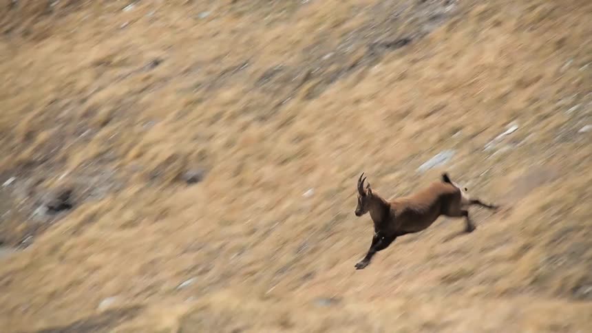 Mountain goat running quickly down a steep hill