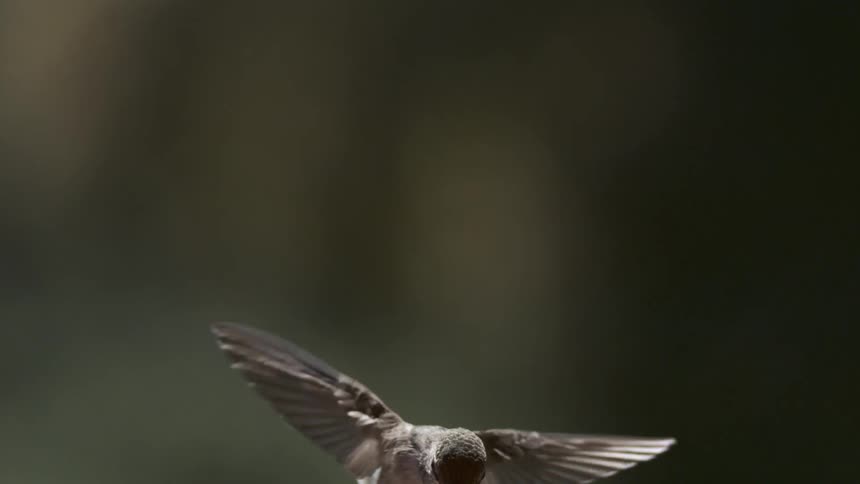 A hummingbird hovering in mid flight against a blurred dark background