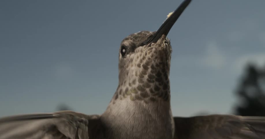 A bird is flying in the sky