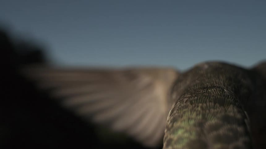 A bird flies forward and leans forward
