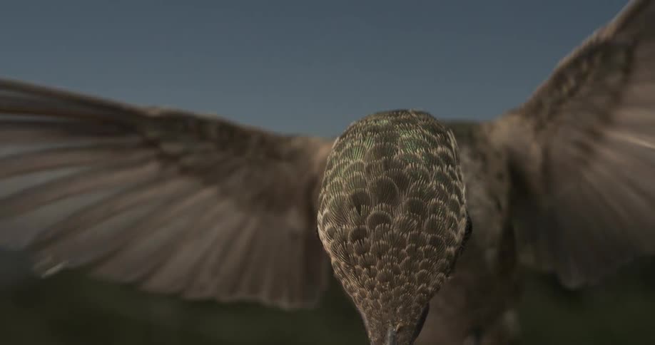 A footage of a bird flying