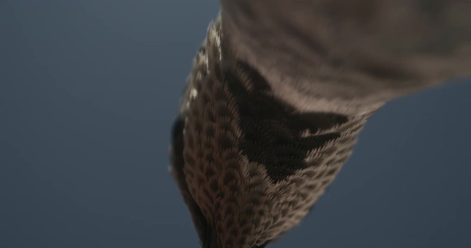 A closeup view of a birds intricately feathered underside set against a bright blue sky
