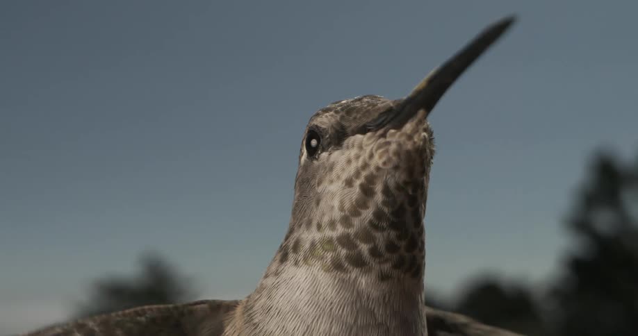 Extreme close up of humming bird drinking in mid flight