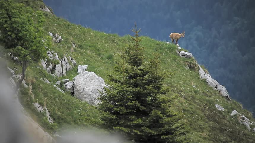 Mountain goat standing on top of a grassy hill