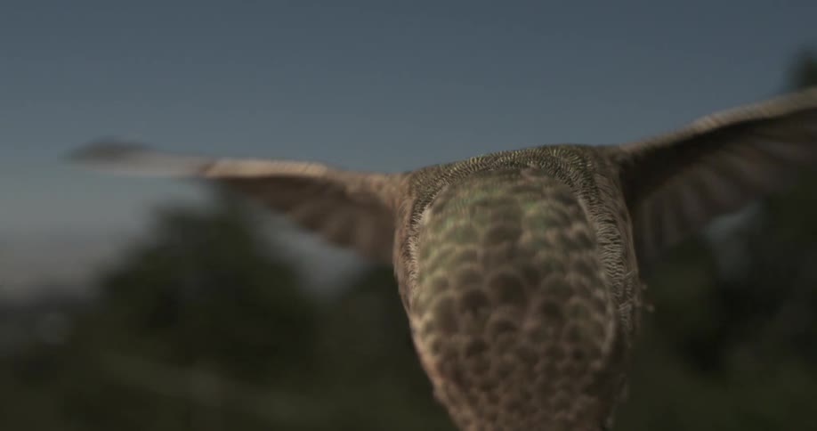 A hummingbird is shown very close up flying in place in front of a forest