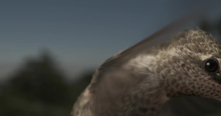 A hummingbird hovers then flies up